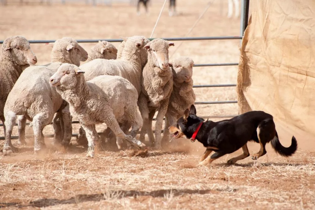 Câine de turmă - kelpie australian care aleargă într-un țarc după oi