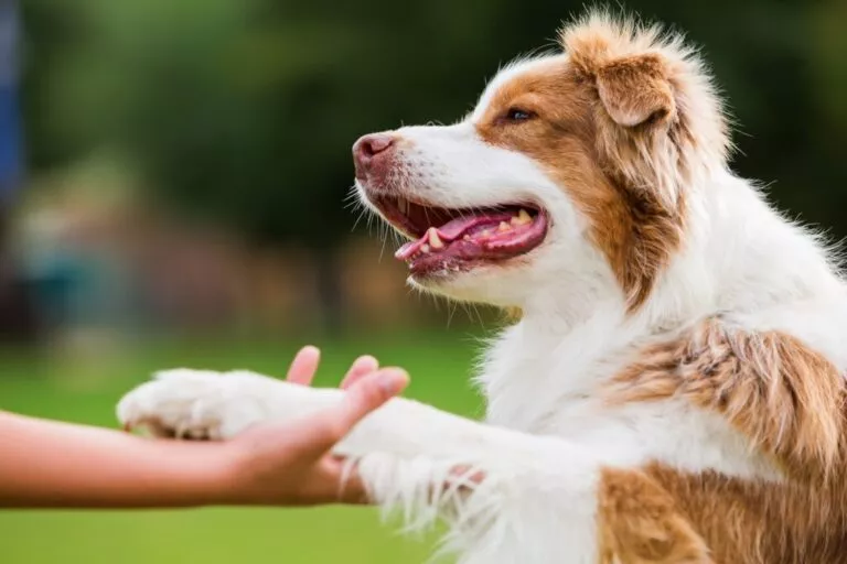 Poză cu un câine care dă lăbuța stăpânului