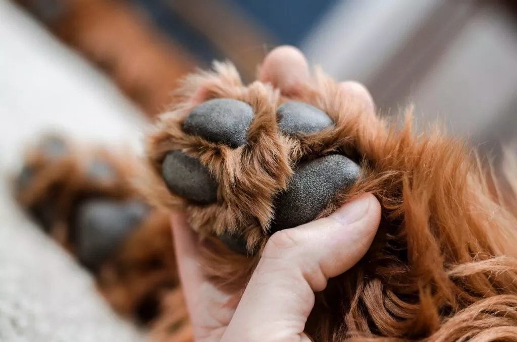 Pernuțele din lăbuță unui câine maro. Pernuțe negre, poză de aproape