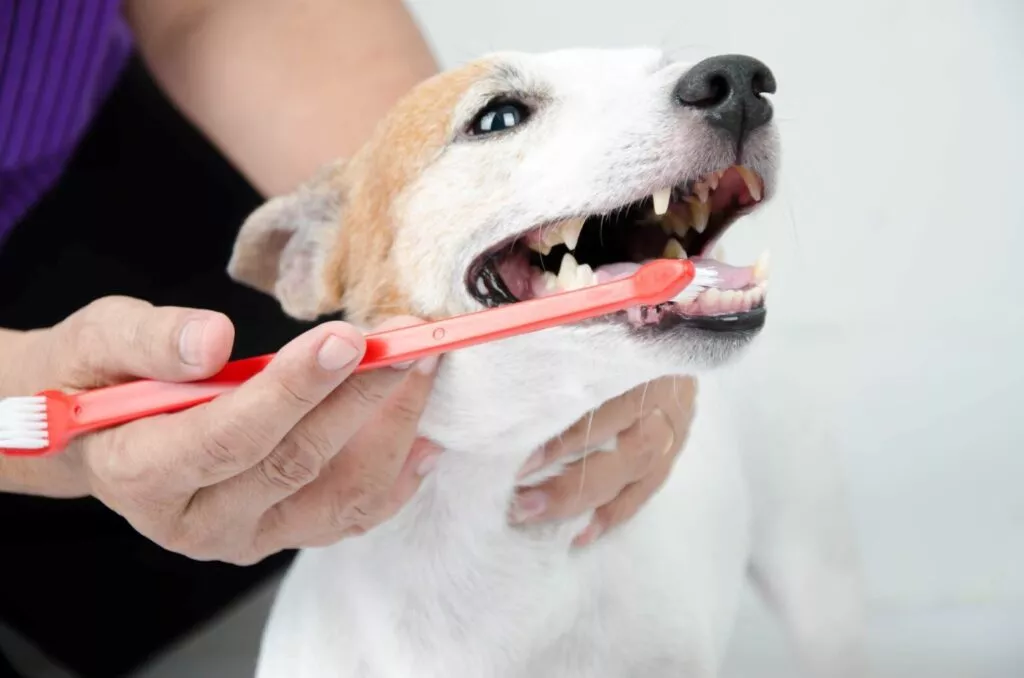 câine cu gura deschisă în timp de din fundal stăpânul îi curăță dinții cu o periuță portocalie cu capete duble.