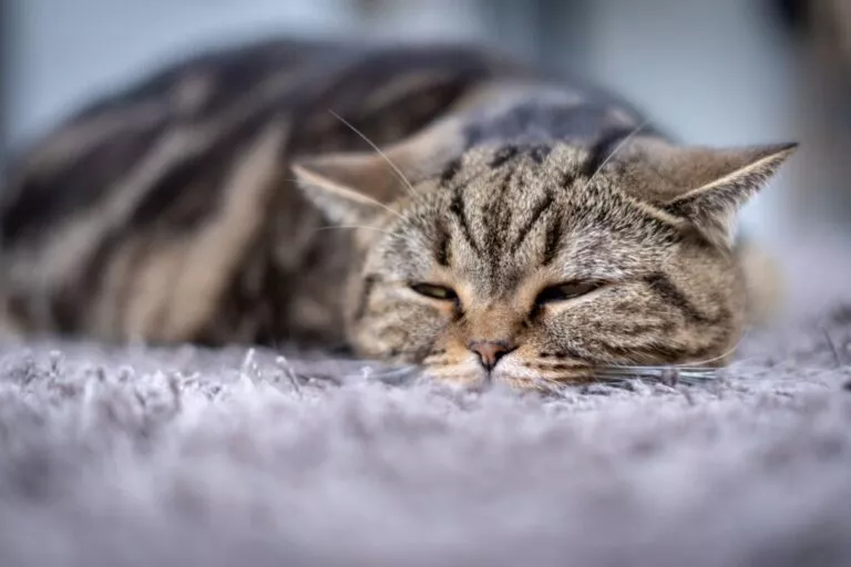 Pisică bolnăvioară, care stă obosită cu ochii întredeschiși. Pisica tigrată cu capul pe un covor pufos de culoare gri.