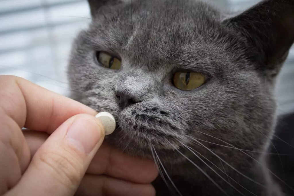 Pisică albastru de rusia care primește o pastilă din mâna unei persoane