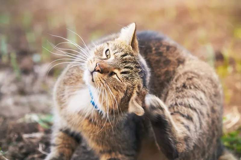 Pisică cu dungi închise la culoare care își scarpină capul sau urechea