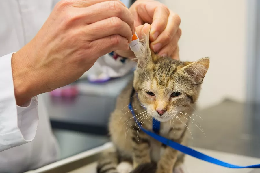 Pui de pisică tărcat căruia i se pun picături de urechi la veterinar. Are un ham și lesă albastră.