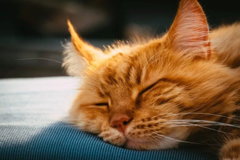 Pisică roșcată care doarme cu capul pe o păturică albastră. Poză de aproape, se vede numai capul pisicii