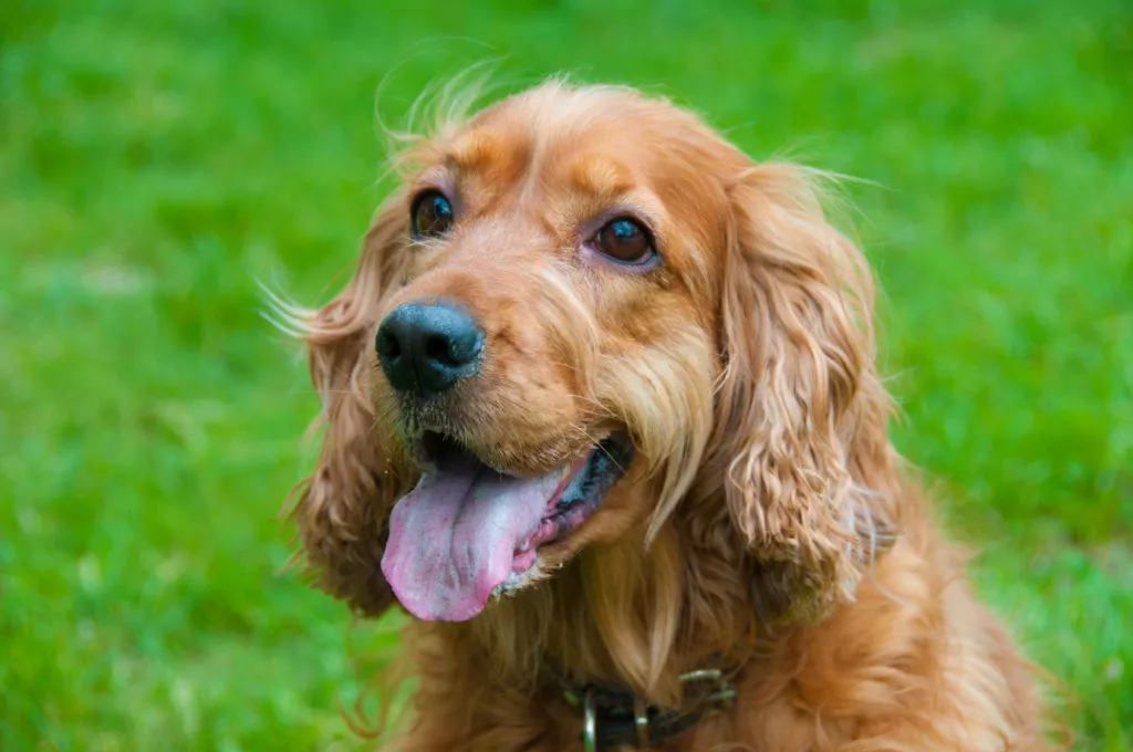 Portretul unui cocker spaniel roșcat care se uită în sus cu gura deschisă și limba scoasă pe fundal verde de iarbă