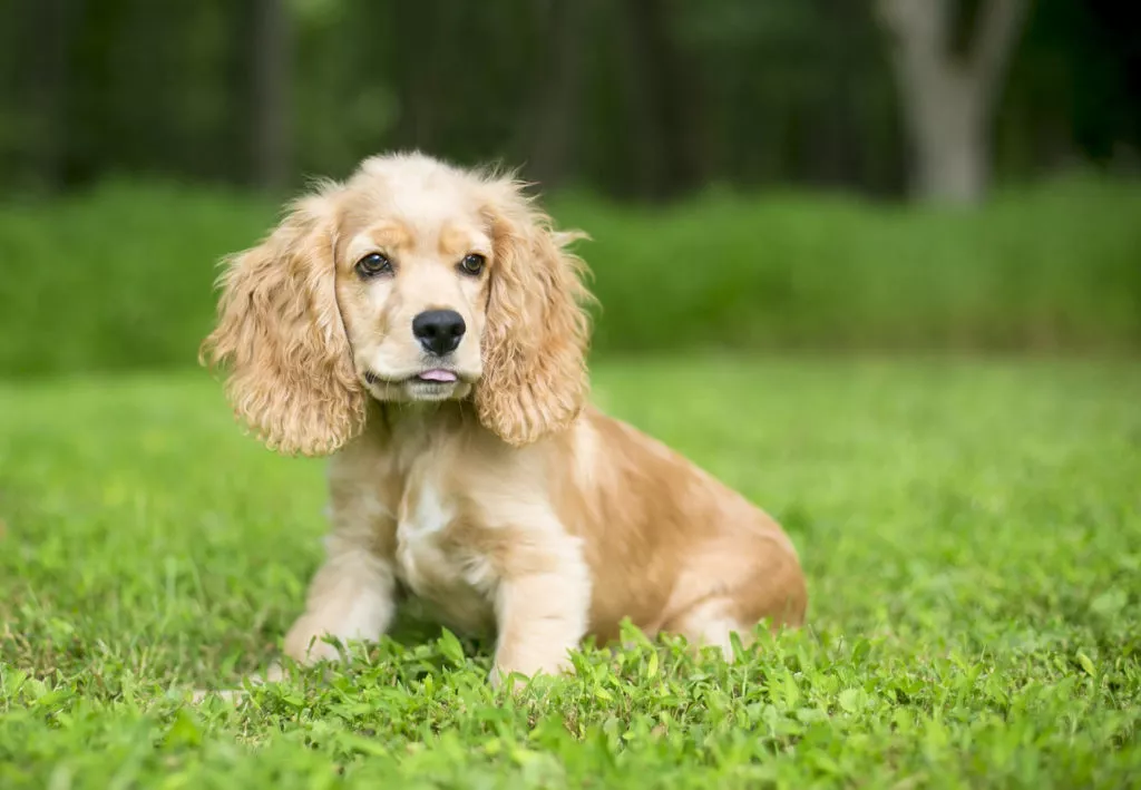 Pui de cocker spaniel cu blană blondă cu limbuța ușor scoasă. Stă cu fundul pe iarbă verde