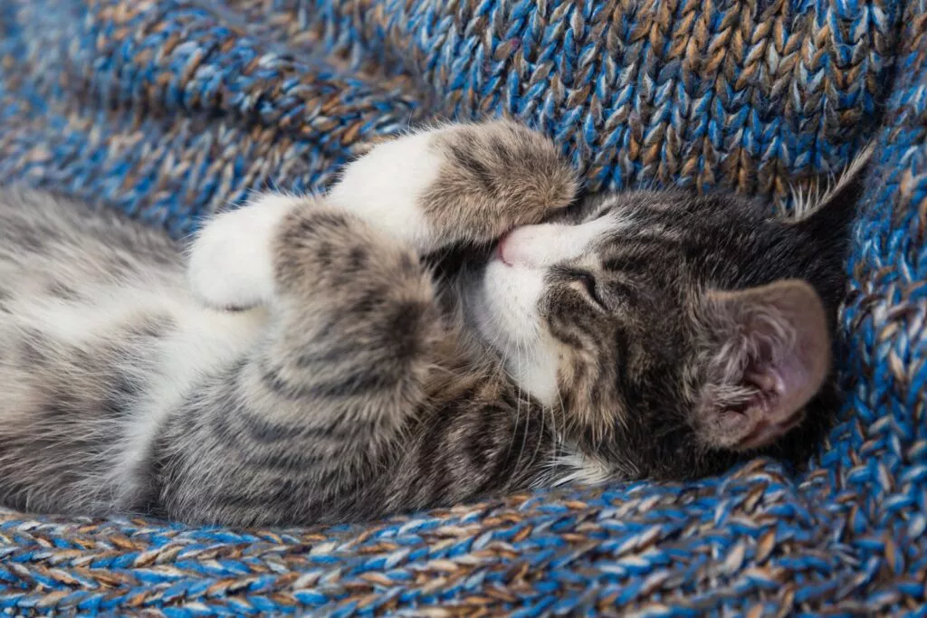 pui de pisica care doarme pe spate pe o păturică albastră împletită cu lăbuțele la piept și pe față.