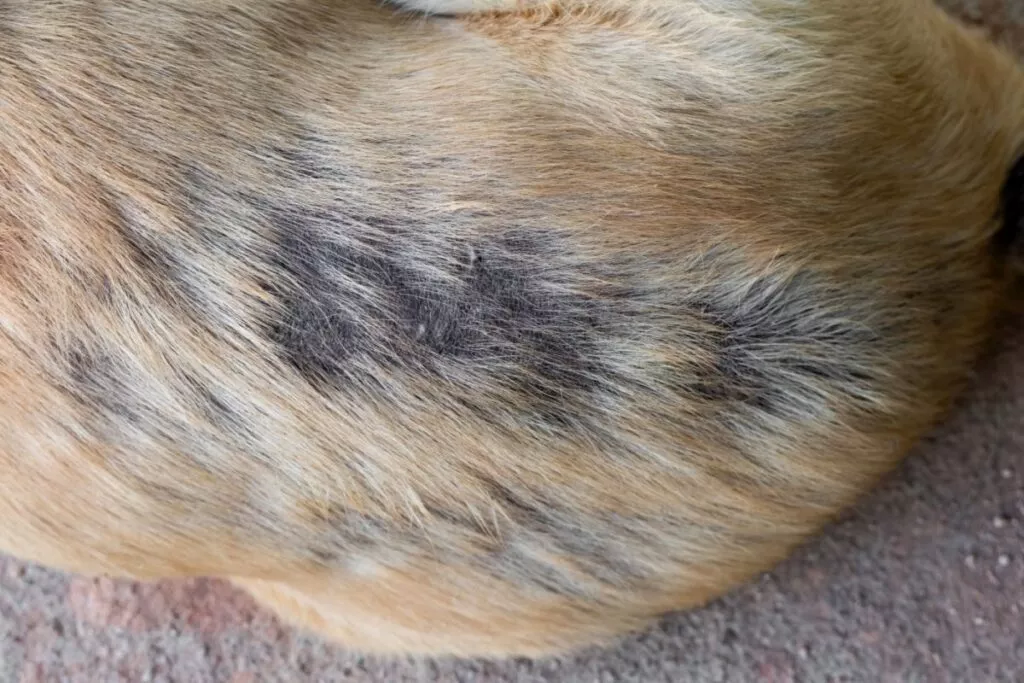 Spatele unui câine cu o boală de piele, smocuri de păr lipsesc aproape până la piele. Poza este aproape numai spatele afectat și podeaua pe care acesta stă întins.