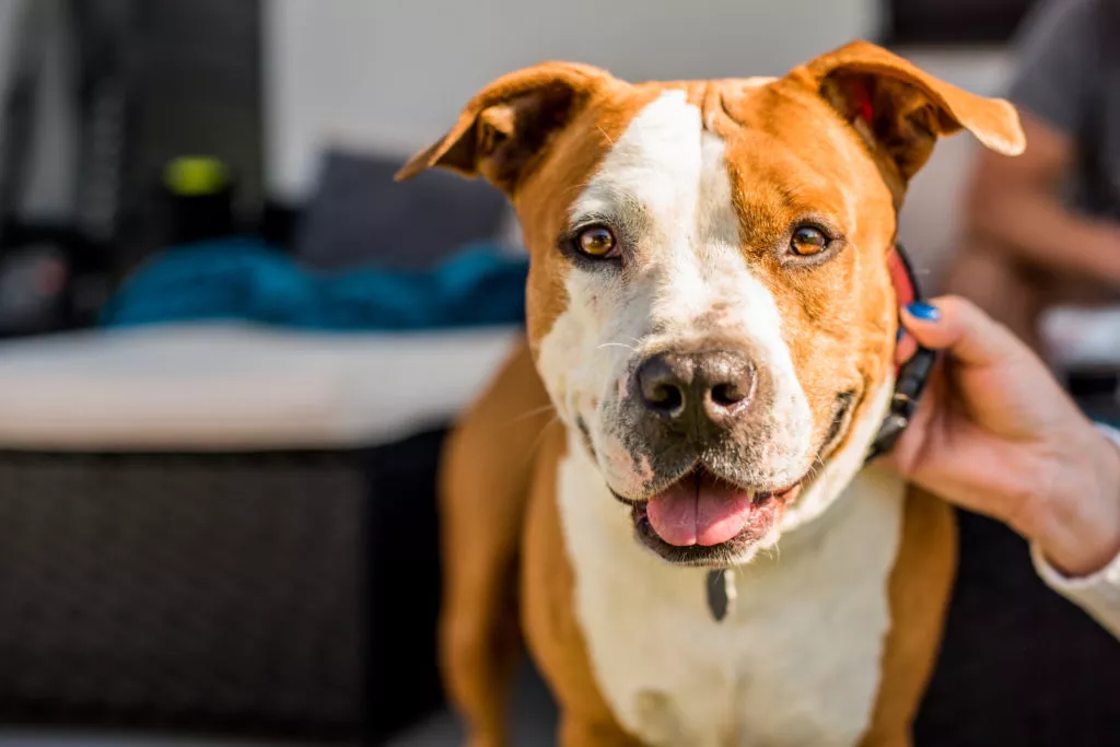 American Staffordshire Terrier portret. Câinele este ținut de zgardă de mâna stăpânei care este dată cu ojă albastră. Câinele este roșcat cu pieptul și jumătate din față este albă.