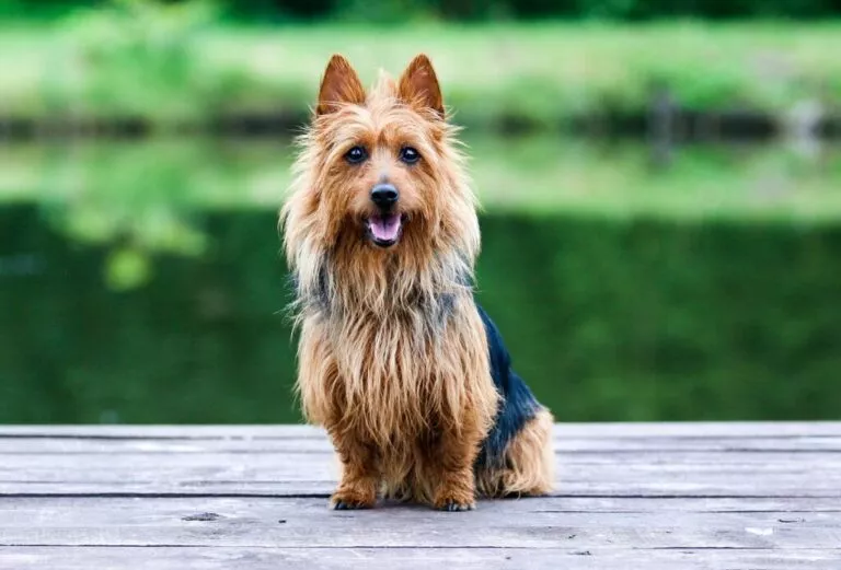 Portret al unui Terrier Australian pur-sânge, negru și sable bronz. Câinele stă în fund cu gura deschisă pe un ponton din lemn, iar în spate se vede apa și malul verde al unui lac.