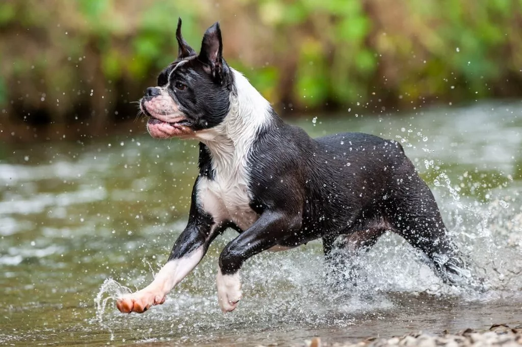 Bulldog Continental cu blană neagră și piept alb, aleargă cu gura deschisă prin apă