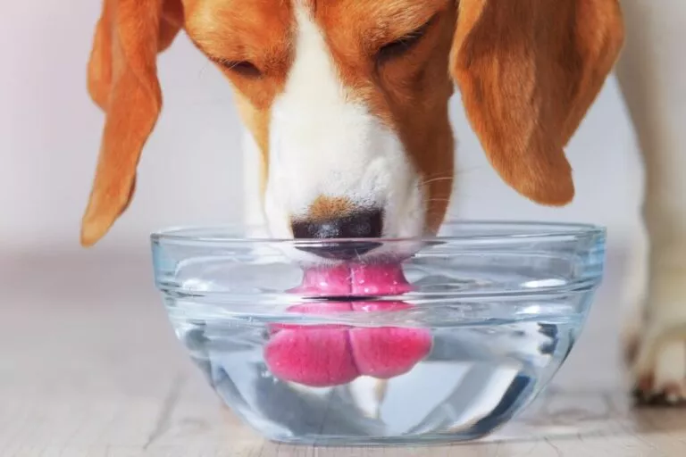 Câine beagle care bea apă dintr-un bol transparent, se poate vedea numai botul câinelui, bolul și o lăbuță.