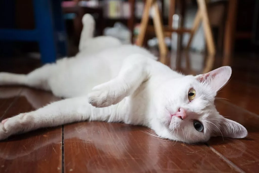 Pisica albă Khao Manee întinsă pe podea cu lăbuța în sus