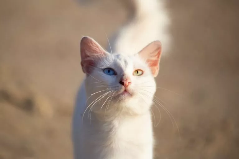 Khao Manee pisica thailandeză, pisică albă cu un ochi albastru și unul galben