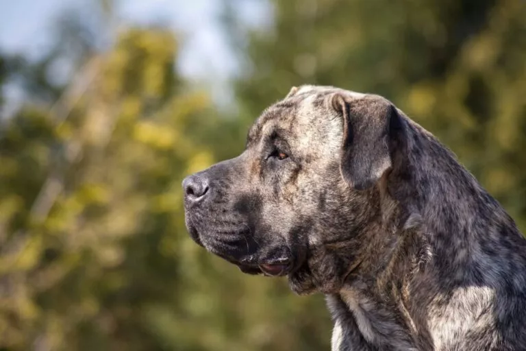 Dogo Canario portret, câinele este tărcat si se uită înainte în timp ce poza este din profil