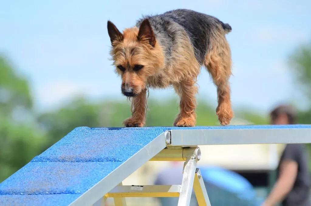 Câine din rasa Terrier Australian pe un traseu de Agility.