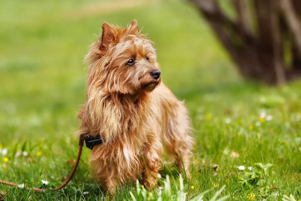 Câine din rasa Terrier Australian la plimbare în parc, pe iarbă verde. Câine este în lesă și se uită atent în lateral. Blana lui este complet maroniu-roșcată