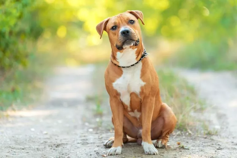 Câine roșcat cu pieptul alb din rasa American staffordshire terrier