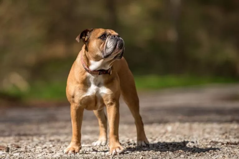 Bulldog Continental roșcat cu o pată albă pe piept, gât și lăbuțe