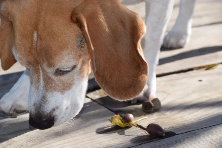 Beagle care miroase niște ghinde pe jos