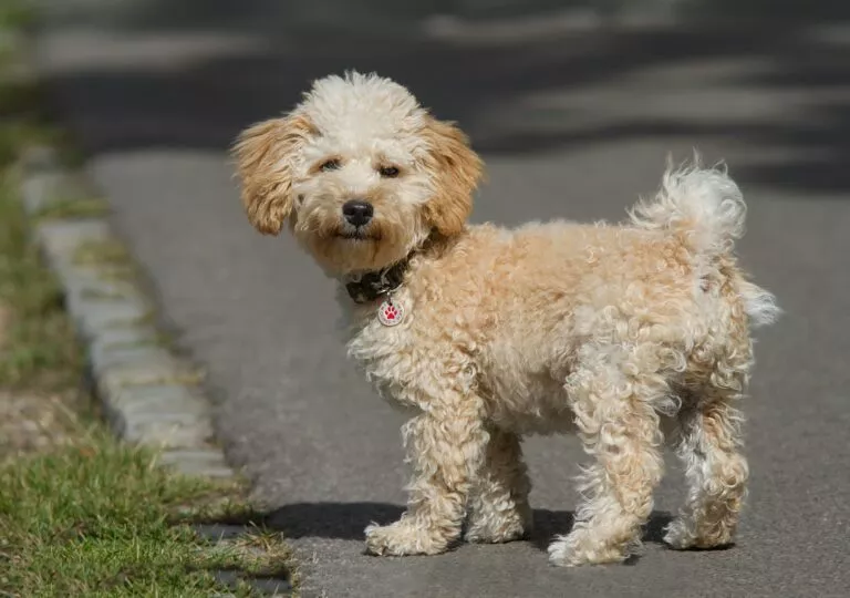 Câine crem cavapoo, rasă hibridă - amestec între Toy Pudel și cavalier king charles spaniel