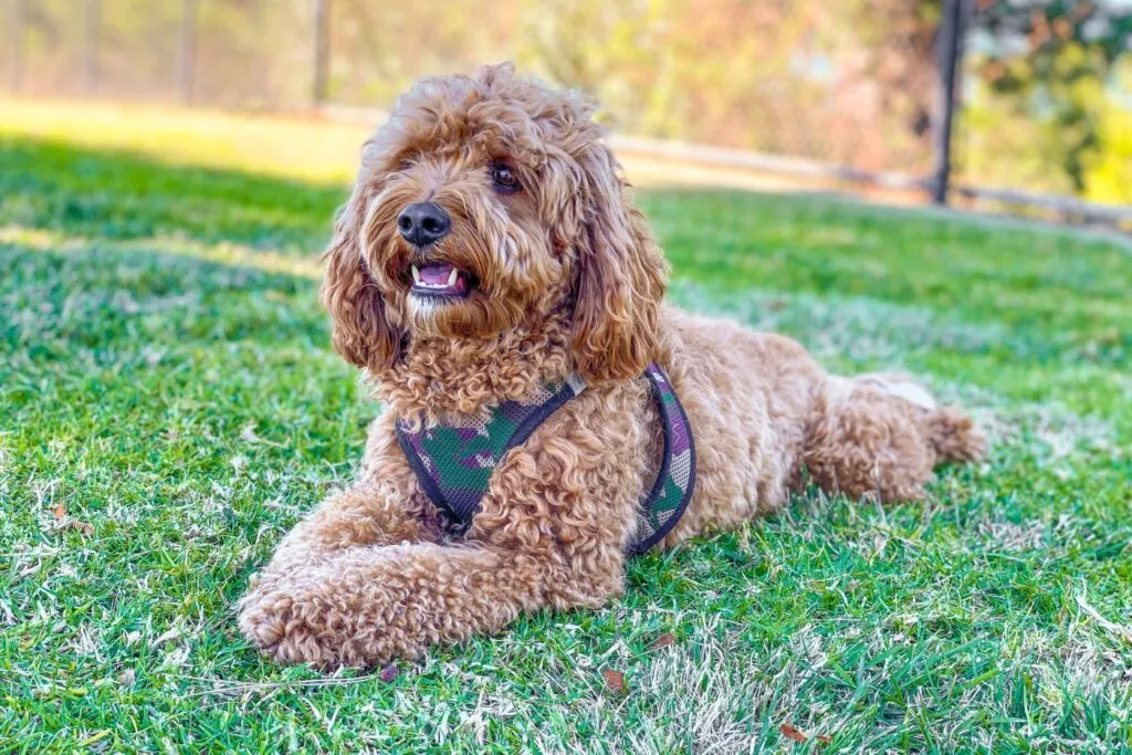 Câine din rasa Cavapoo maroniu in parc pe iarbă, stă întins cu gura deschisă și poartă un ham negru pentru câini.