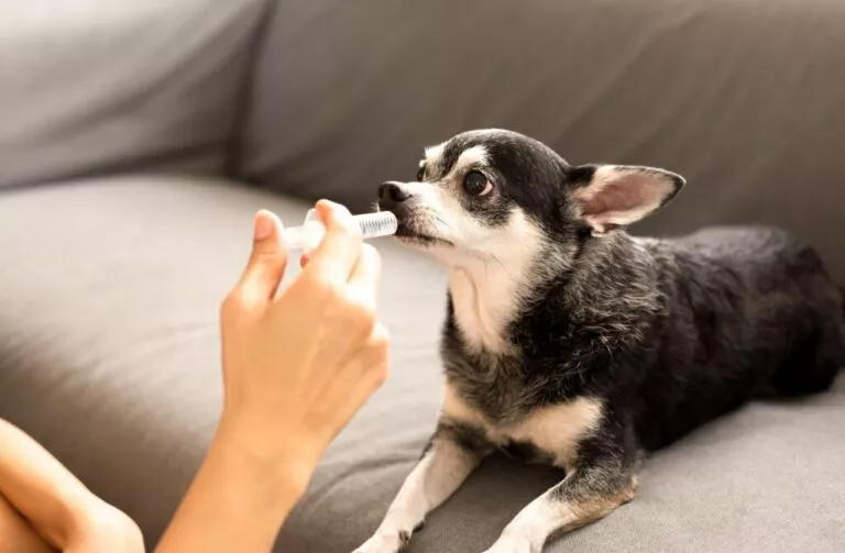 mâna unei femei îi dă unui câine chihuahua tratamentul pentru deparazitare internă cu o seringă