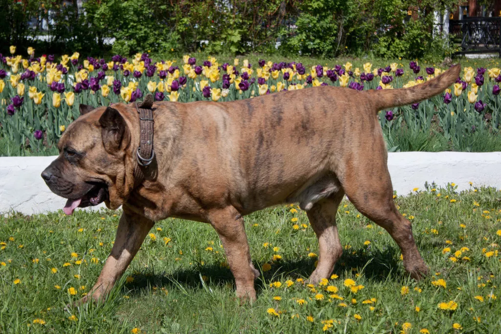 dogo canario in parc