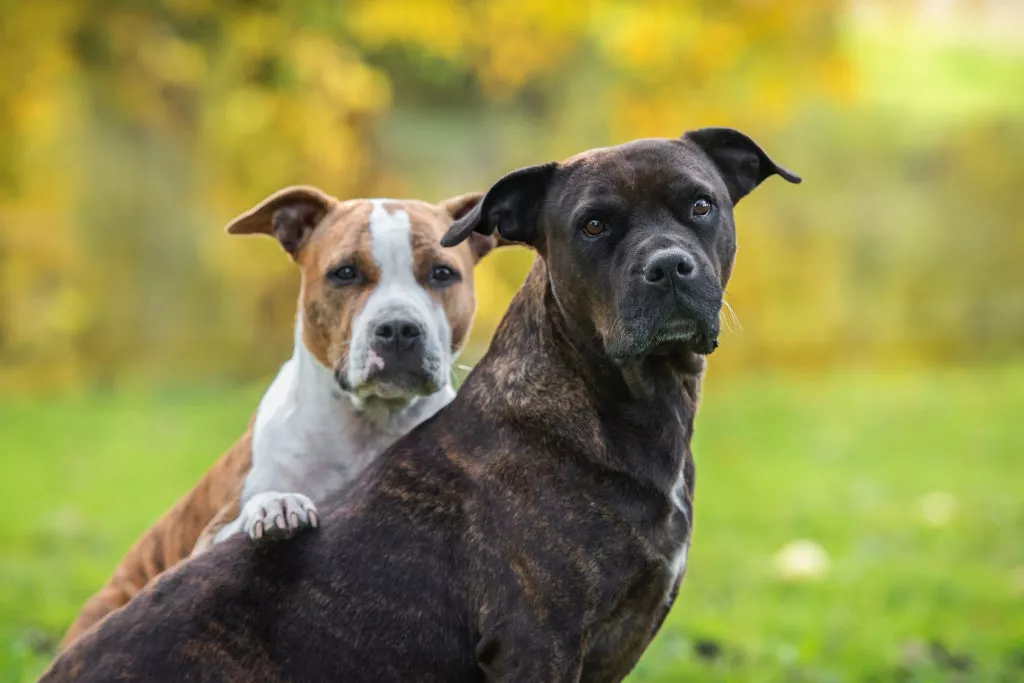 Doi câini din rasa American Staffordshire Terrier. Un câine alb si unul negru, cel deschis la culoare își pune lăbuța pe spatele câinelui negru.