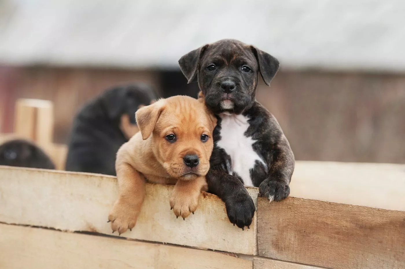 Pui de Amstaff unul roșcat sau blond și unul negru cu pieptul alb. Sunt într-o cutie din lemn. Pe fundal sunt si alti pui.