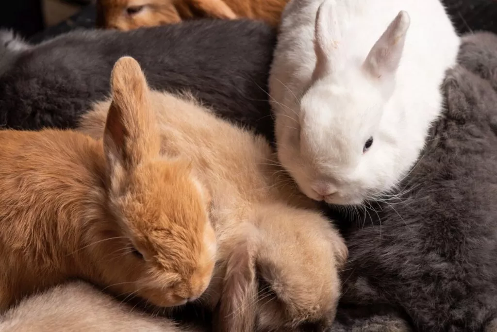 Iepuri unii peste alții de diferite culori. Treu iepuri roșcați în partea stângă, unul alb în dreapta sus și pe fundal unul mare cu blana gri.