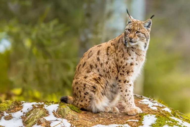Eurasian Lynx care stă pe o piatră în natură și se uită în lateral