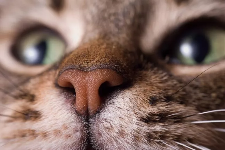 Nasul unei pisici de aporape, restul feței, ochii verzi, mustățile sunt out of focus