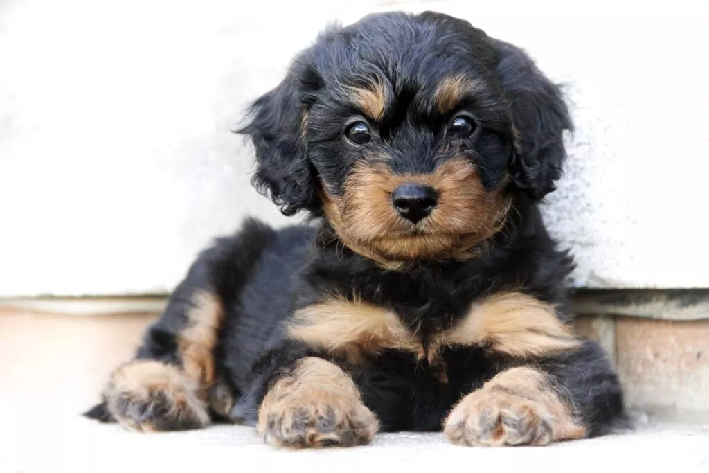 Cavapoo pui pe fundal alb, câinele este negru cu pete maro pe bot, piept și lăbuțe