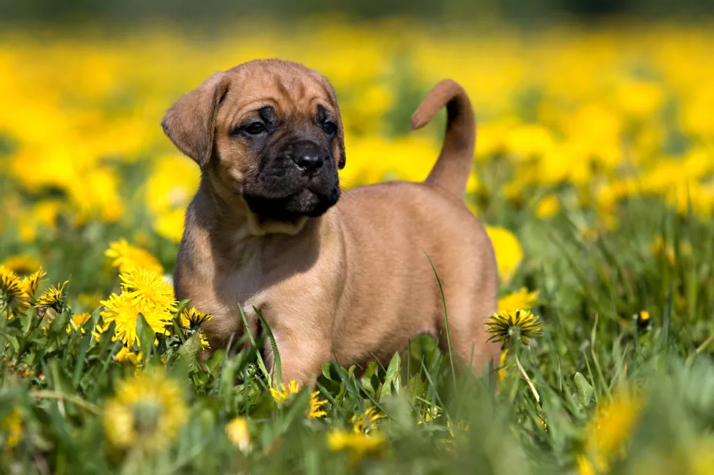 pui dogo canario într-o câmpie de păpădii galbene. Câinele este maro deschis, cu botul închis la culoare