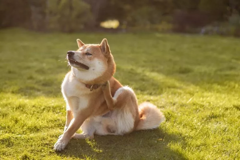 Câine din rasa Shiba Inu stă pe iarbă și se scarpină după gât