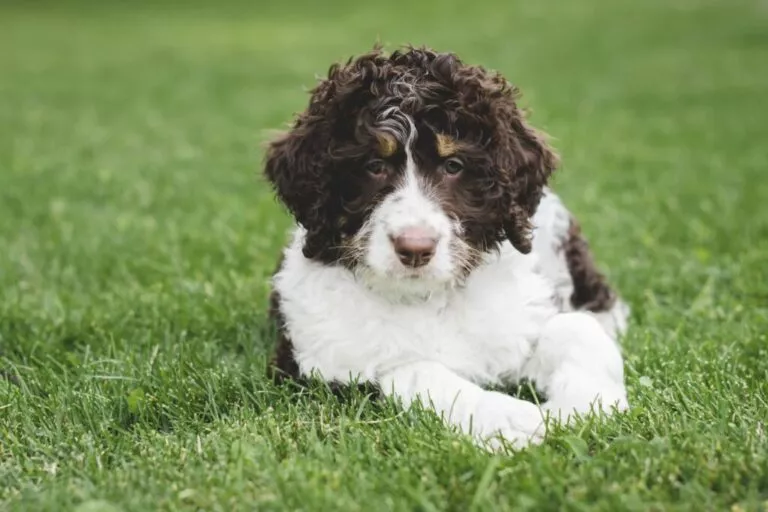 Câine din rasa Bernedoodle