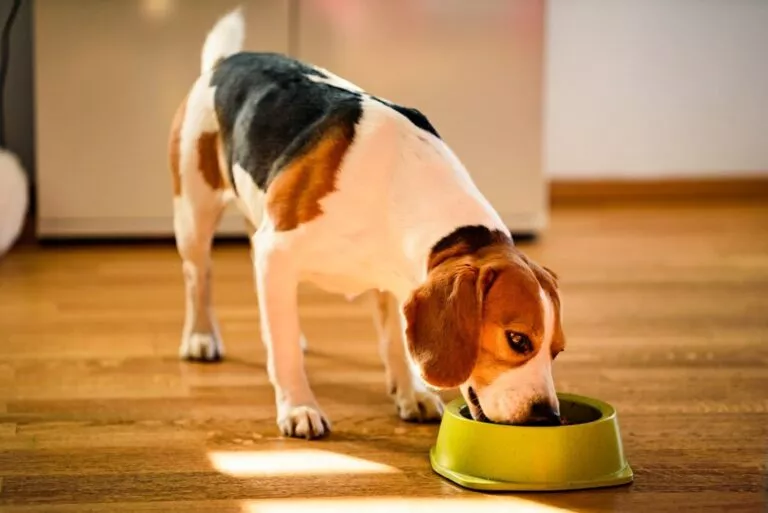 Beagle care mănâncă hrană dintr-un bol verde lămâie