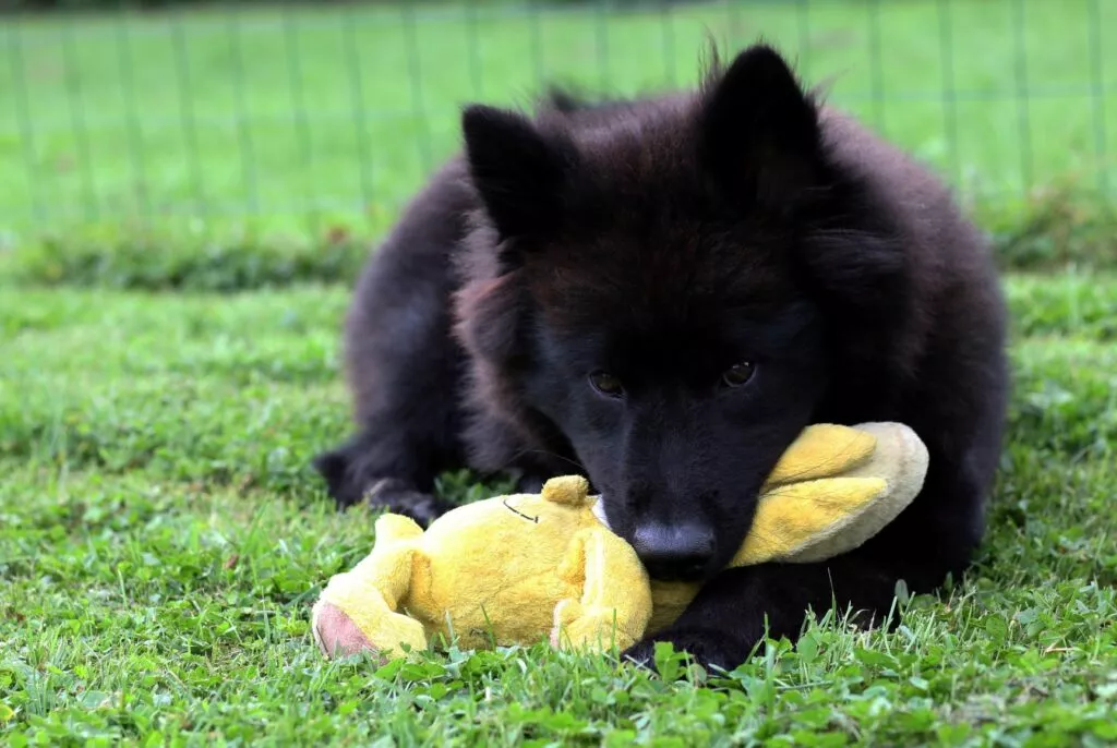 Pui de Eurasier negru întins pe iarbă cu o jucărie galbenă în gură