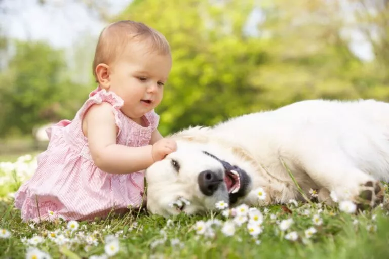 fetita intr-o rochita roz care sta pe iarba alături de un golden retriever care stă culcat cu gura cascată