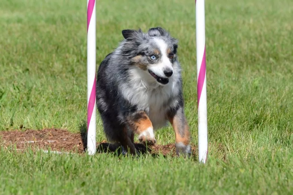 Ciobănesc American Miniatural care face un traseu de agility