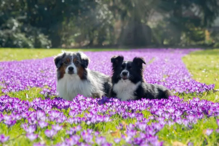 Doi câini din rasa American Shepherd care stau culcați într-o câmpie cu brândușe de munte mov înflorite.