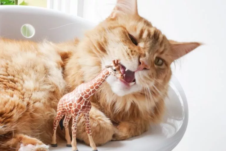 Pisică portocalie cu o girafă de jucărie din plastic