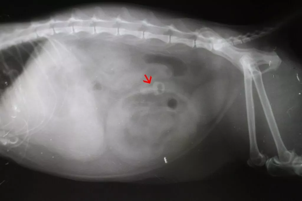 Radiografie burta pisicii cu un obiect străin