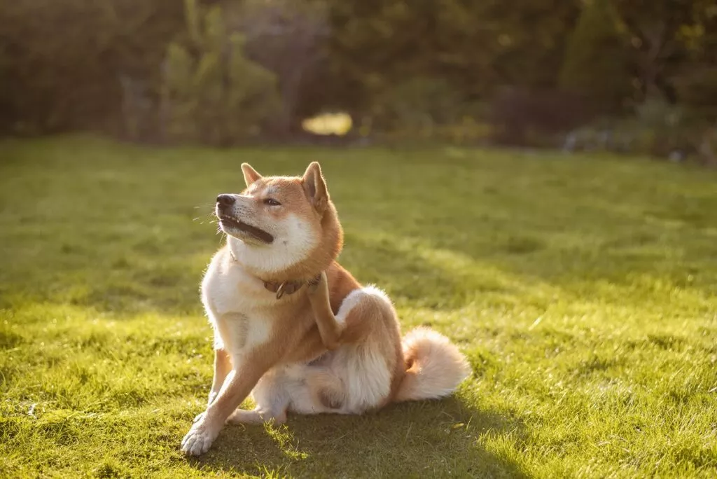 Câine din rasa Shiba inu care se scarpină după gât. Câinele este afară pe iarbă, și poartă o zgardă maro.