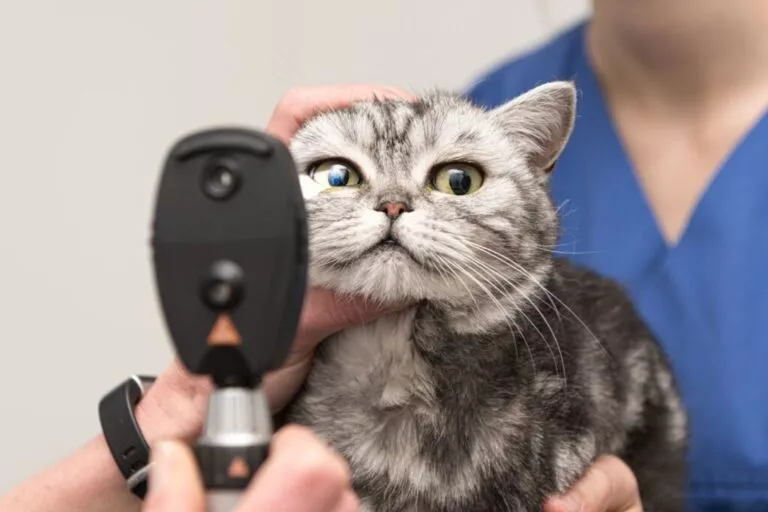 The cat is examined by the veterinarian. Vet lights up with the