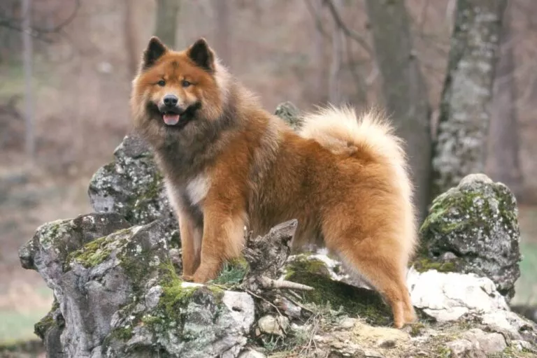 Câine Eurasiatic care stă în picioare pe niște pietre mari acoperite de mușchi verde în pădure. Câinele este adult de talie mare, cu blană pufoasă maroniu roșcată și pete deschise pe coadă și piept