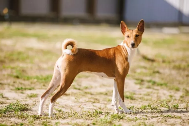 Basenji câine pe iarbă în aer liber. Basenji Kongo Terrier câine. Basenji este o rasă de câine de vânătoare