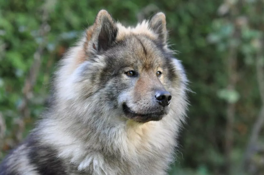 Portretul unui câine eurasier cafeniu, câine cu coamă pufoasă în jurul gâtului, bot alungit precum al unui lup